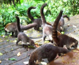 coati group rummaging a back deck in Costa Rica coati group spread across a back deck in Costa Rica