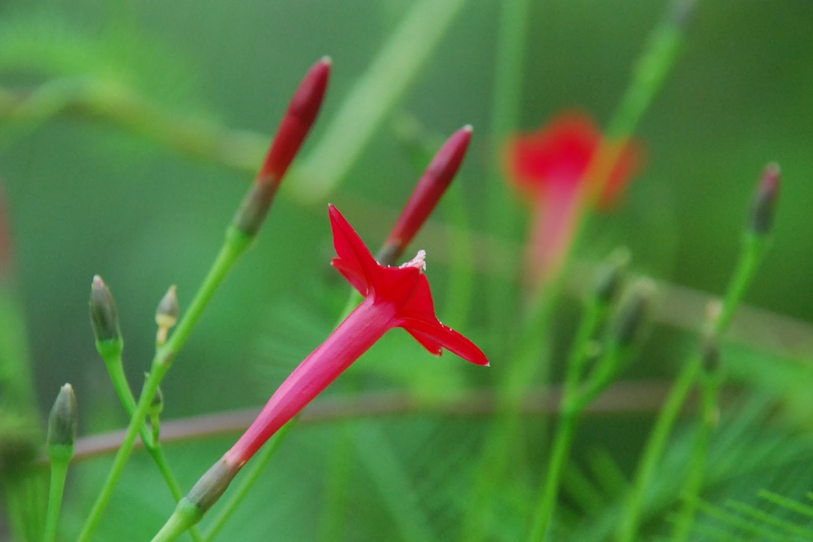 Cardinal Flower Vine
