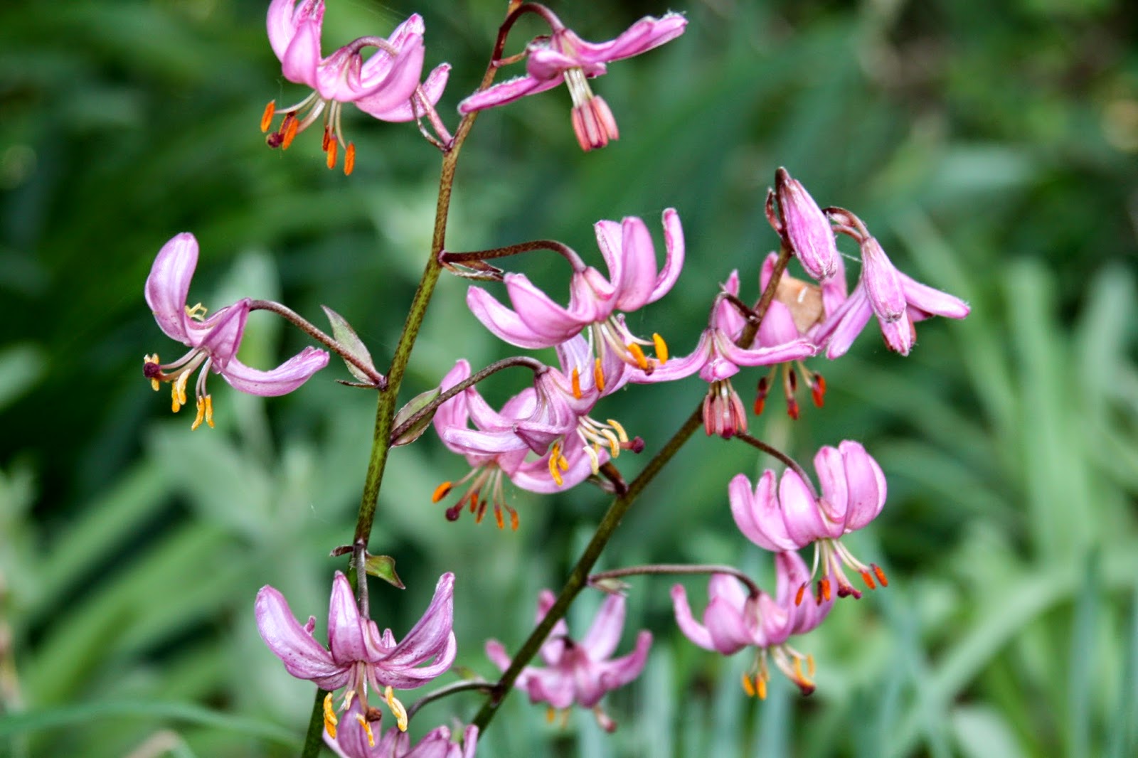 Martagon Lilies Plant in Fall for Spring Flowers