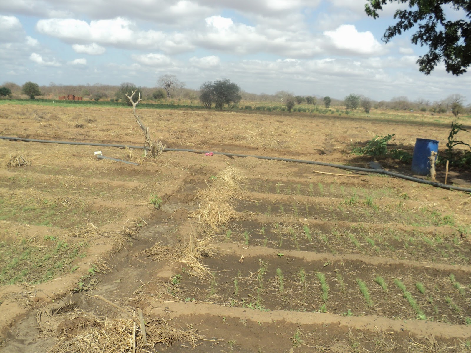 Farmvest Kenya Some insights into Watermelon farming (pictorials)