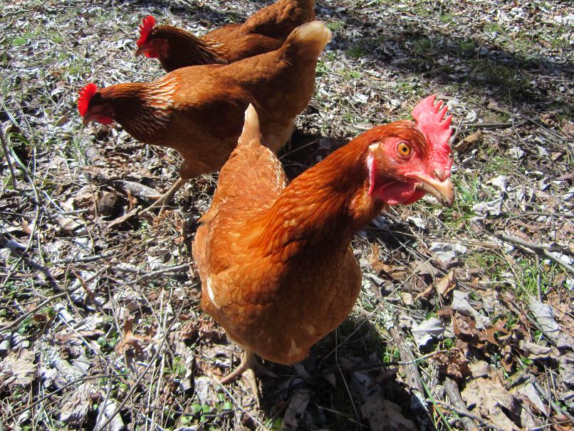 Simply Resourceful Cost of Food the First Year for 3 Chickens