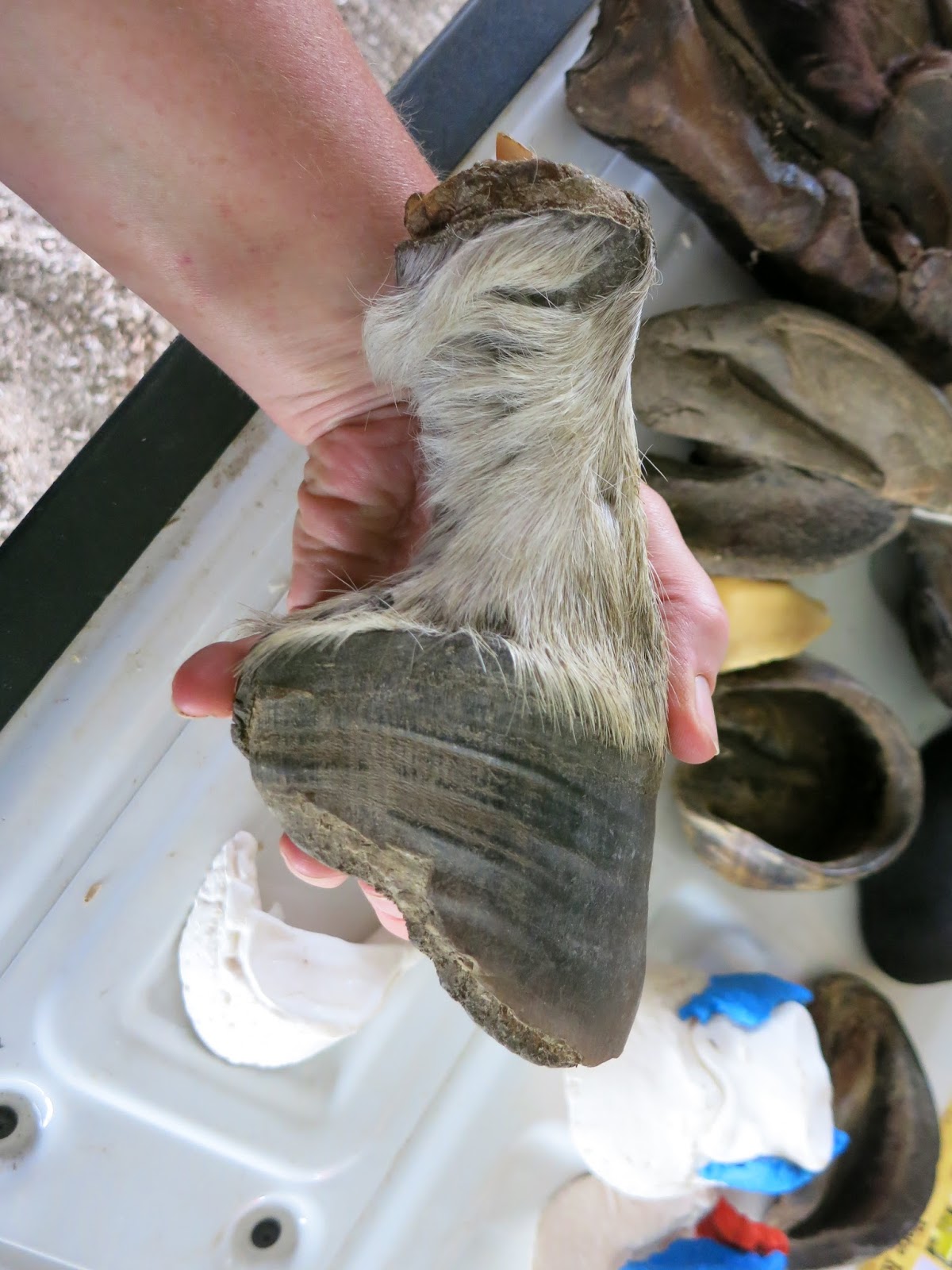 The Dancing Donkey Hoof Clinic part one
