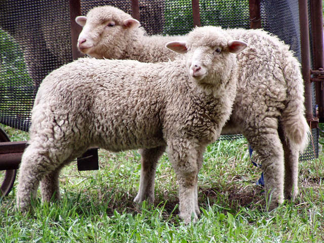 XO reprobate: система органов пищеварения у овец.