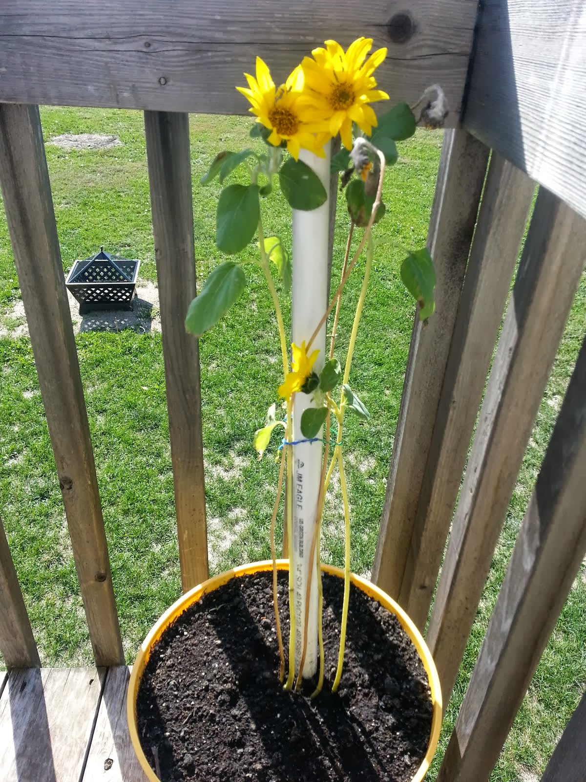 Look at Landon's FIRST DAY flower!!!