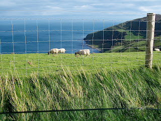 sheep in Ireland