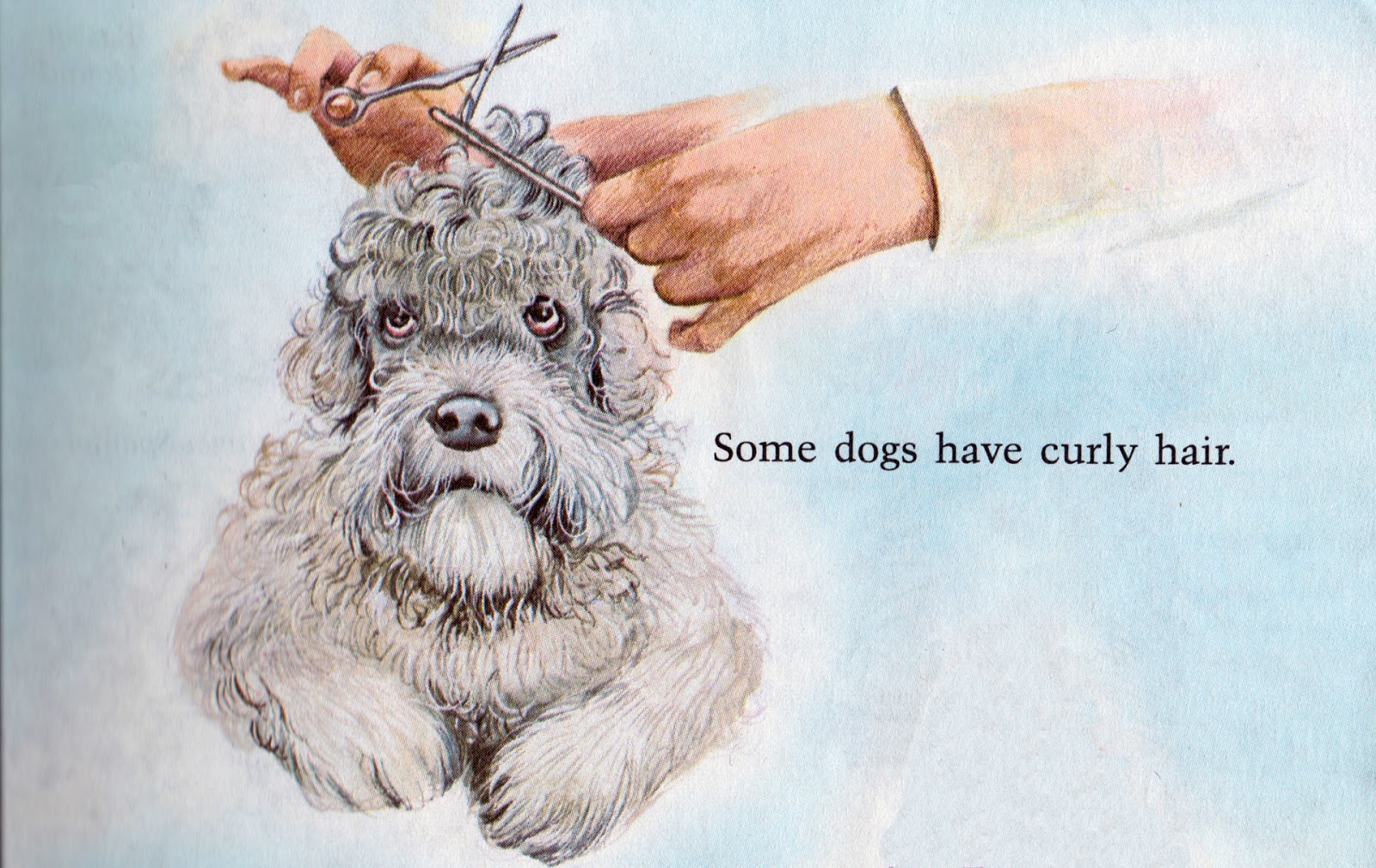 Frankie's Apartment Some Dogs Have Curly Hair