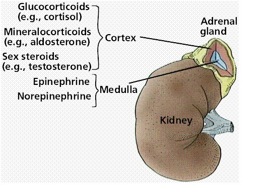 Your Hormones: Endocrine hormones