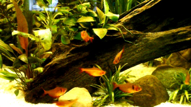 Everything About Aquariums Serpae Tetra,White Asparagus Soup