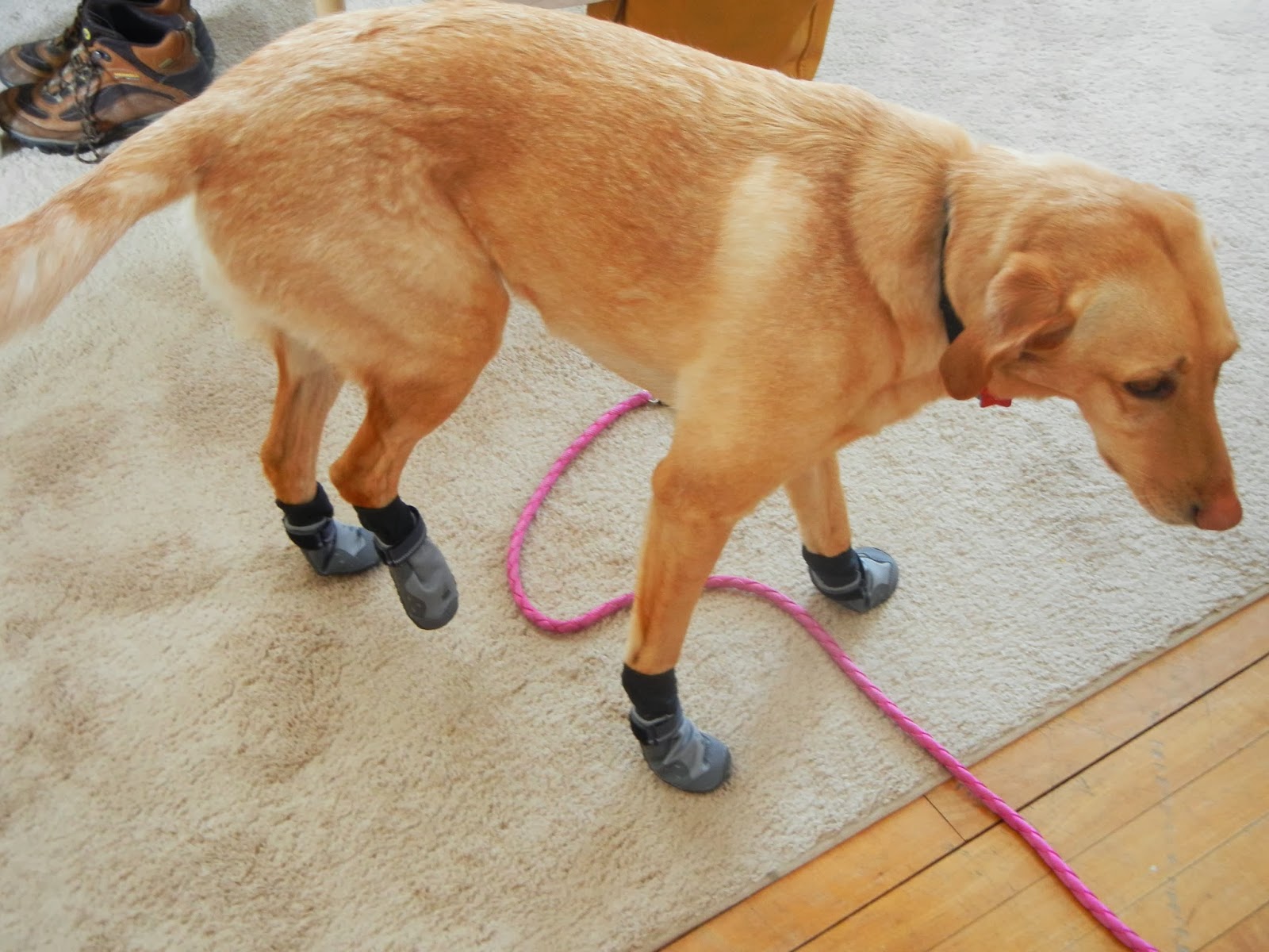Hiking with Heather Ruffwear Summit Trex Boots First Impressions