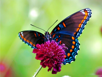 colorful-butterfly