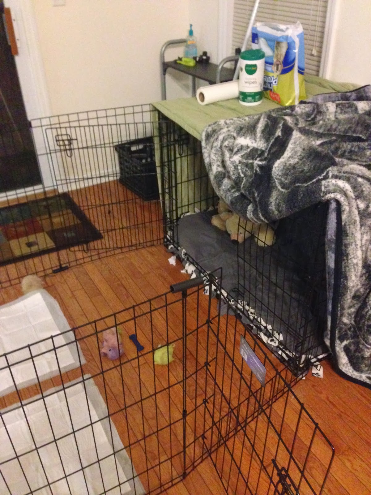 The Puppy Training Diaries The Perfect Puppy Set Up