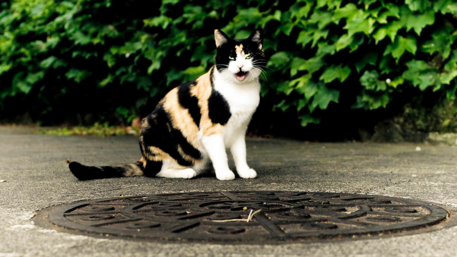 Beautiful Cat Wallpapers