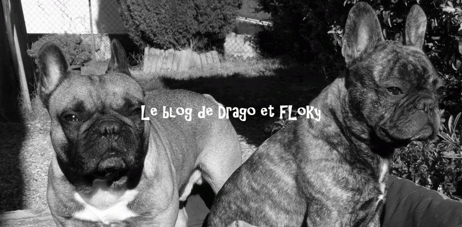 ~~~  Le blog de Drago et Floky    ~~~