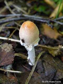 A gratuitous wee mushroom.