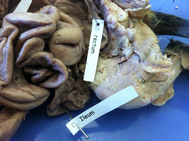 Cat Dissection: Human Anatomy: Digestive System