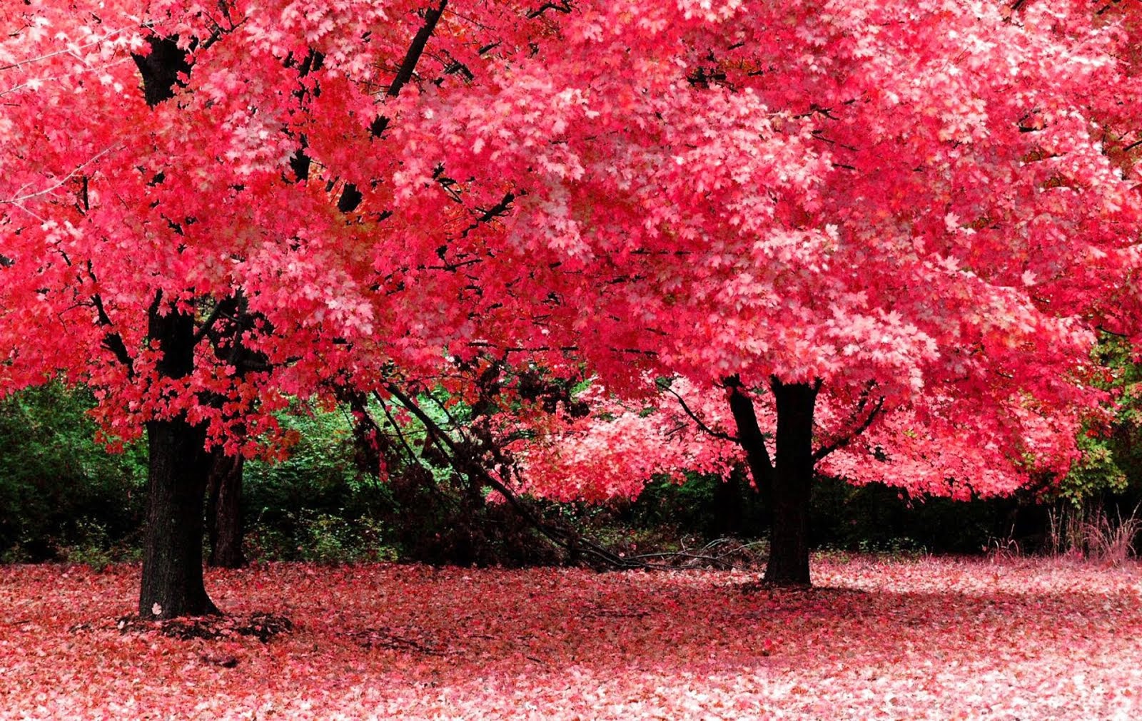 best wallpaper spring wallpaper laptop high resolution wallpapers