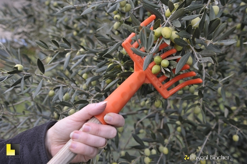 peigne à olives en action photo blachier pascal