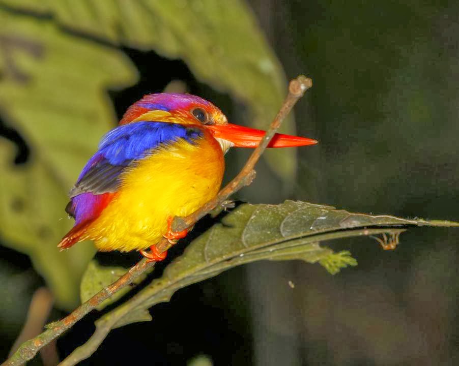 Tierra de Calaos y del Martín pescador Martín pigmeo oriental (Ceyx