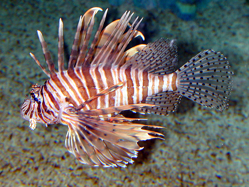 LionFish.jpg