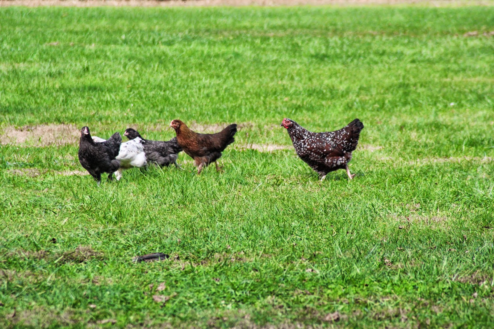 thingsilovetoomarmee our victory garden potager