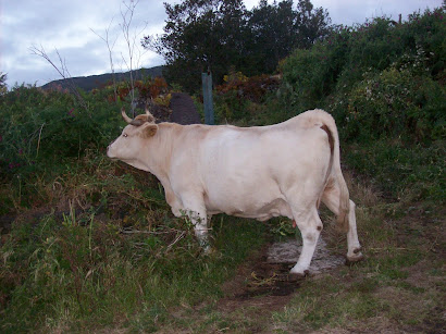 This VACA (cow) was on the side of the road, literally