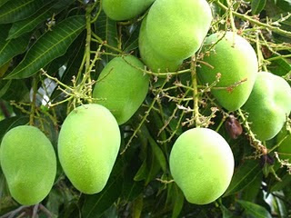 Budidaya Mangga Mangga arumanis