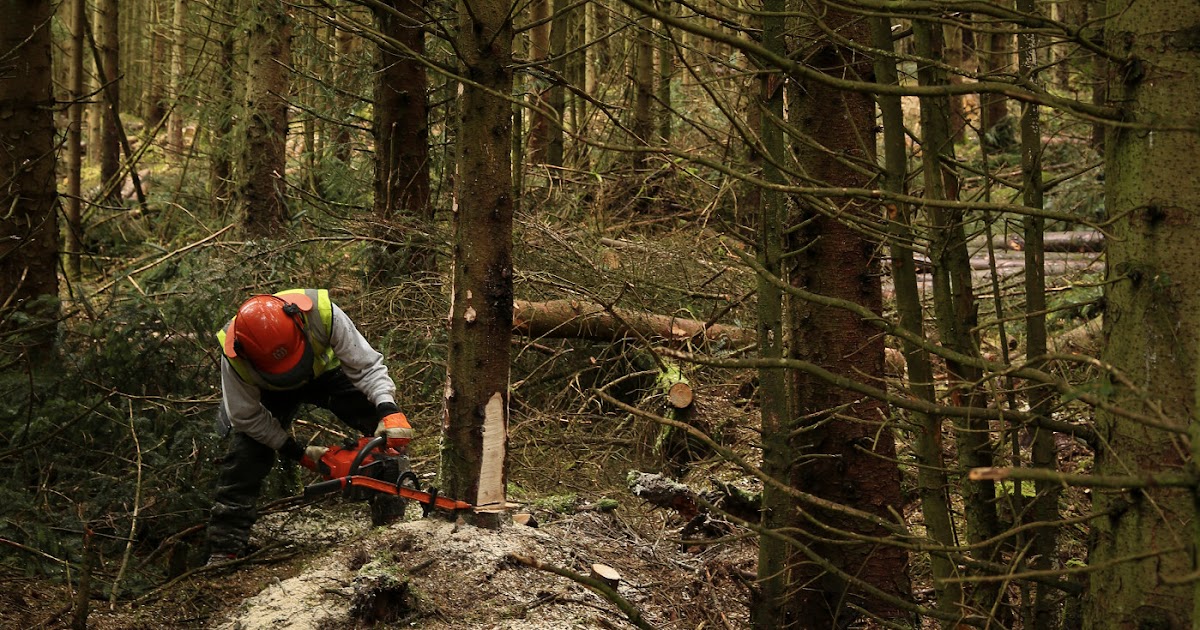 Alvecote Wood Chainsaw Training