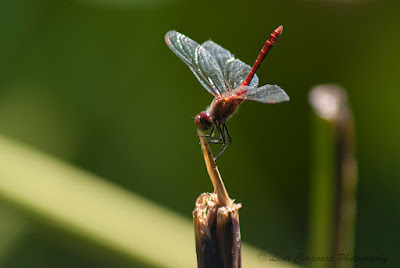 Libelula-Dragonfly-Anisoptera-Großlibellen