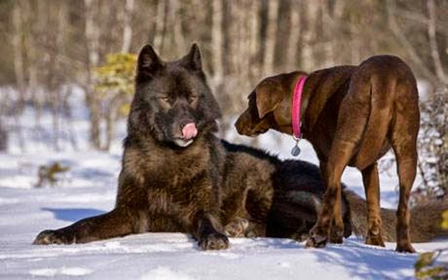 Image result for dog and wolf playing