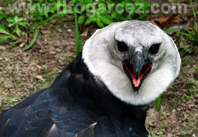 Harpia, uma das maiores aves de rapina do mundo, um dos destaques do Parque dos Falcões, em Sergipe