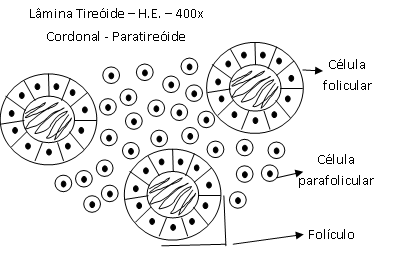 Celula secretora de esteroides