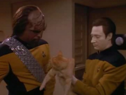 Data Cat