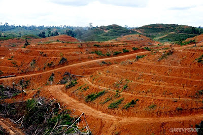 Expulsé d'Indonésie pour avoir combattu la déforestation expulse-dindonesie-pour-avoir-combattu-la-deforestation