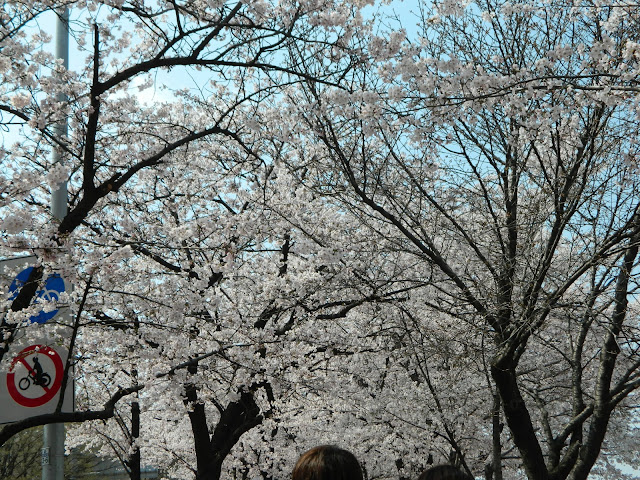 Cherry Blossom trees through and through!