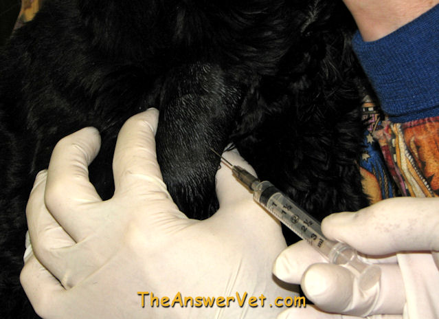 Lap of Love Veterinary Hospice: Mast Cell Tumors In Dogs & Cats