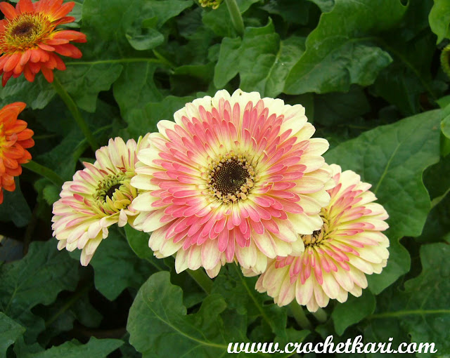 Ahmedabad flower show