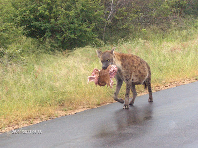 Krugerpark hyena's zijn een familie van middelgrote roofdieren die voorkomen in Afrika en Azië.