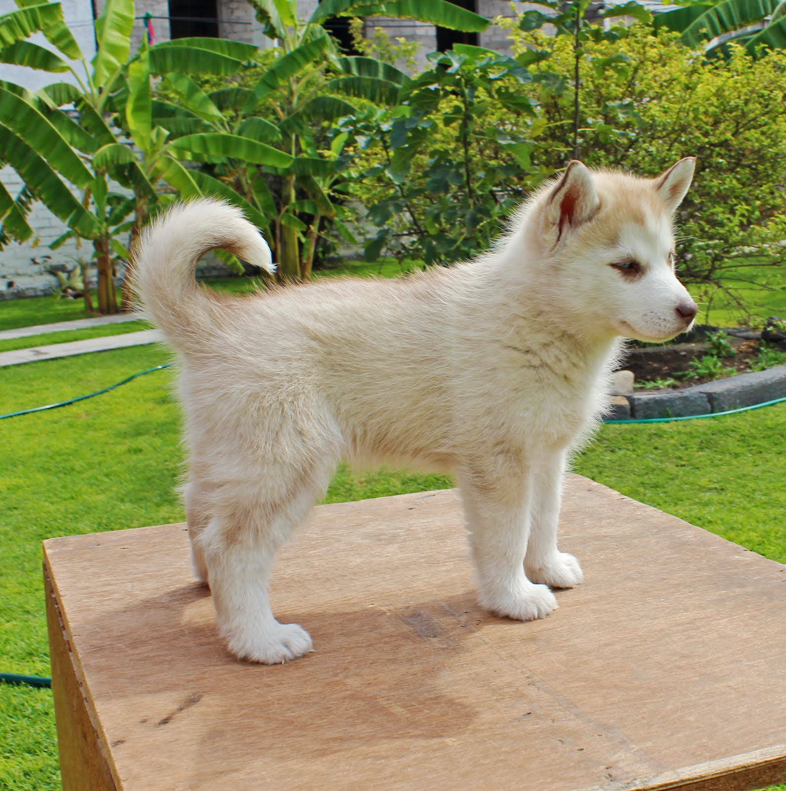 Huskies Ortiz: Husky Siberiano: Hembra Color Arena