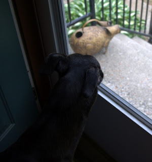Bettina greyhound at front door