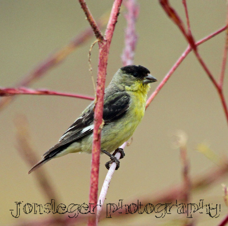 Northern Illinois Birder: Lesser Goldfinch - Western Birds