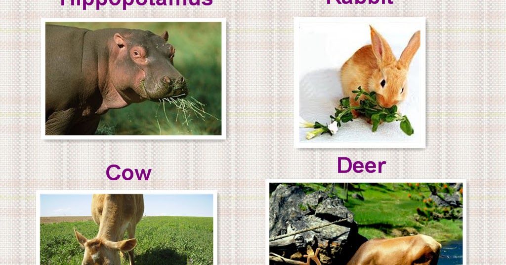 Animals 2. Feeding habits of animals