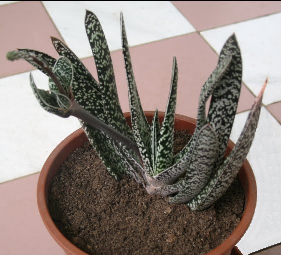 Gasteria verrucosa