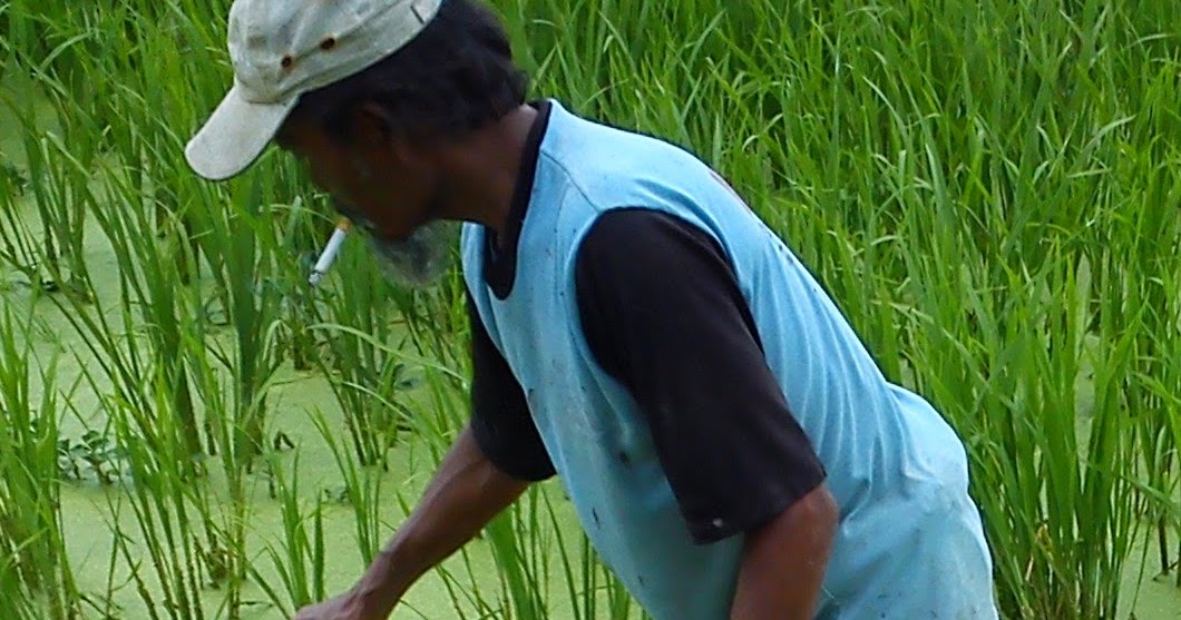 Sebutkan 3 Unsur Unsur Lingkungan Hidup dan Pengertiannya