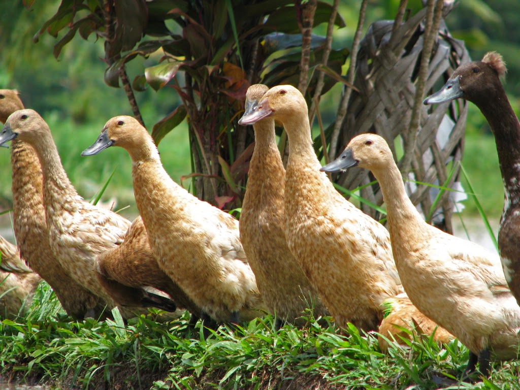 Bibit Bebek Petelur Unggul Jual Bibit Bebek Balikpapan