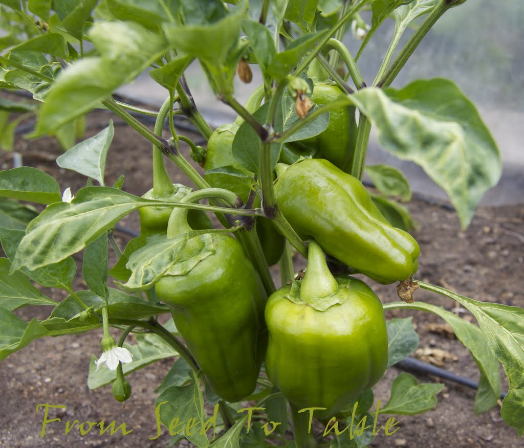 From Seed To Table The Garden on August 9, 2013 Part Two