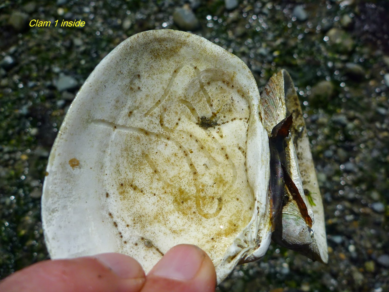 Buzz's Marine Life of Puget Sound MORE GROOVED CLAM SHELLS