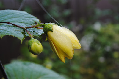 Киренгешома дланевидная цветок