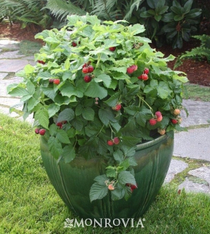 an alameda garden raspberries in containers you can grow an alameda garden raspberries in containers you can grow