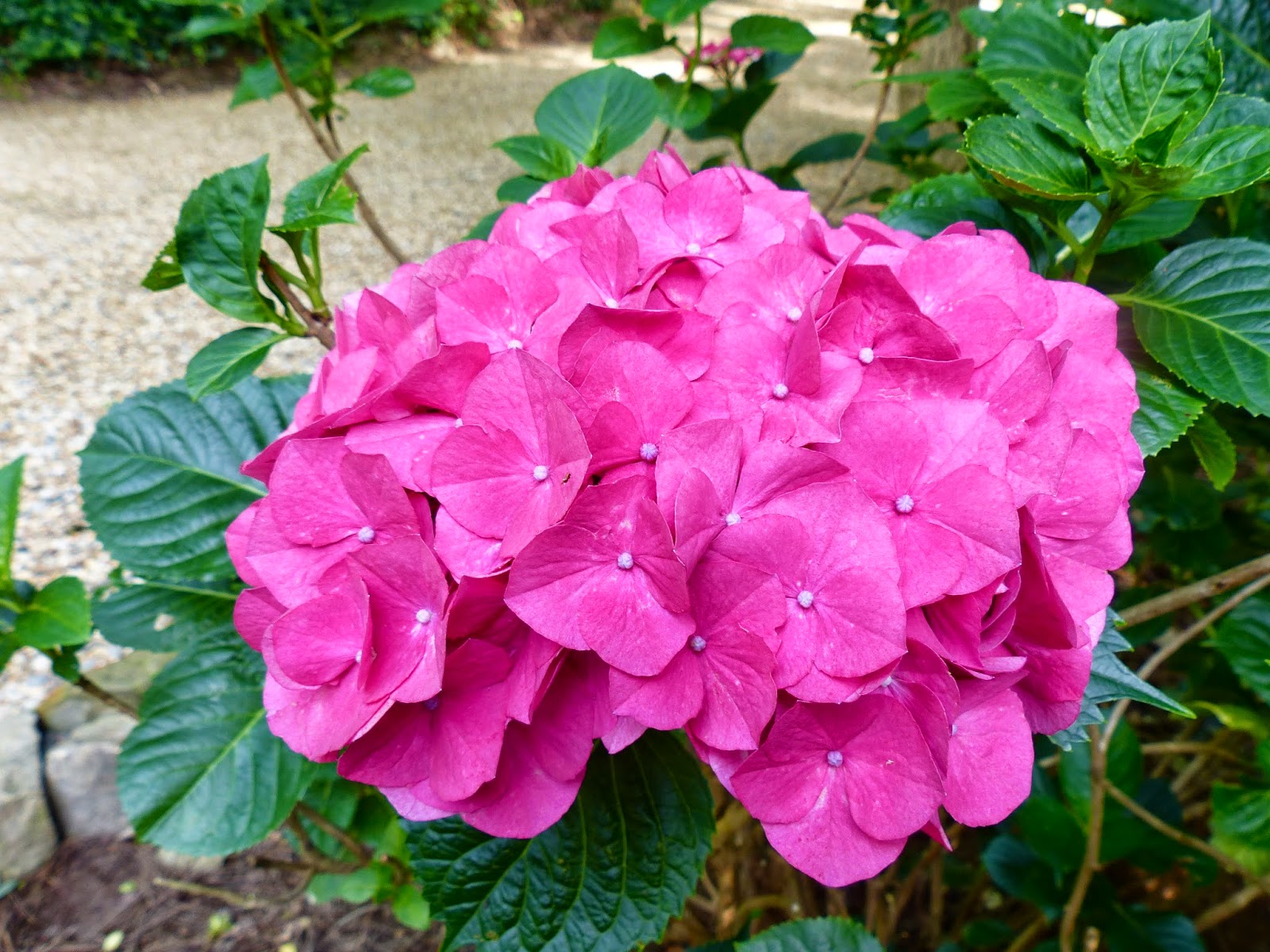 Three Dogs In A Garden The New Dwarf Hydrangeas