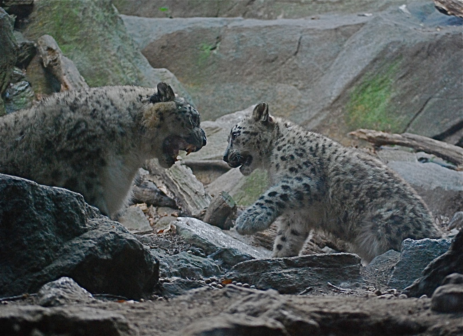 NYC ♥ NYC: Snow Leopard Cub Makes His Debut to the Public at the Bronx Zoo